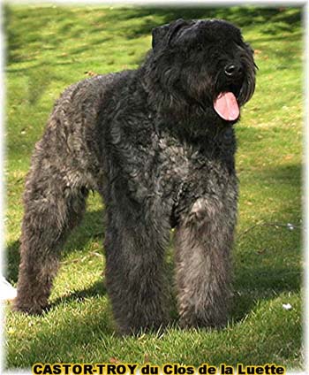 bouvier des flandres du clos de la luette - copyright d&eacute;pos&eacute;